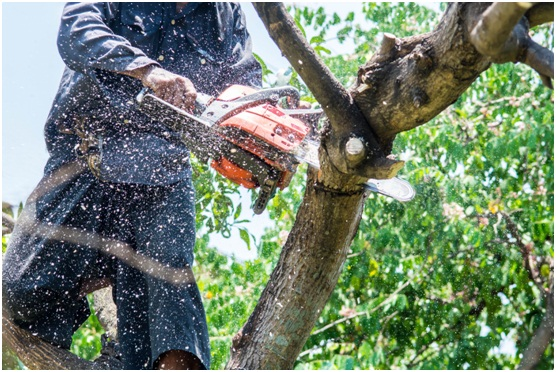 Best Tree Pruning Services in Westwood, NJ