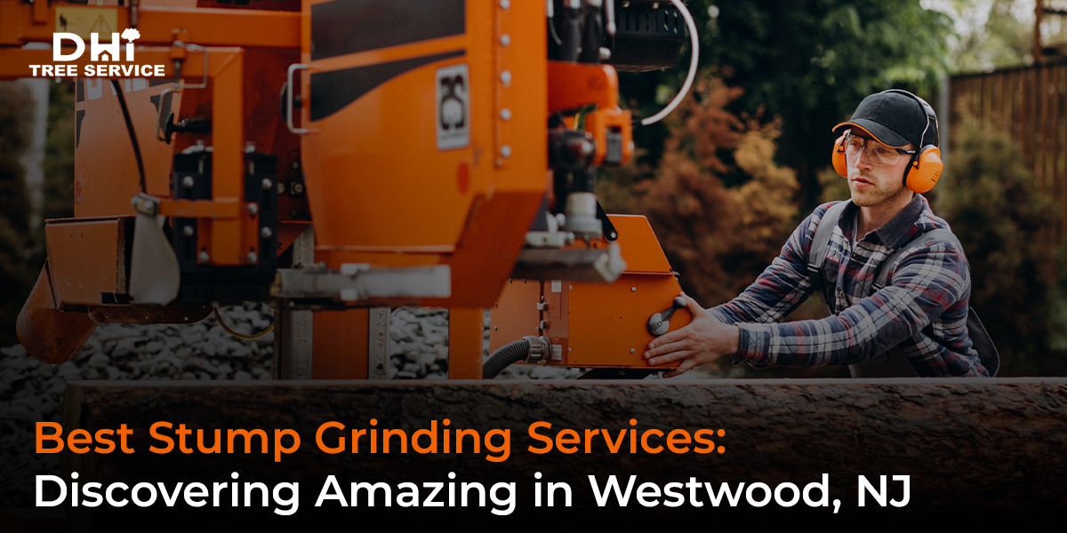 Best Stump Grinding Services