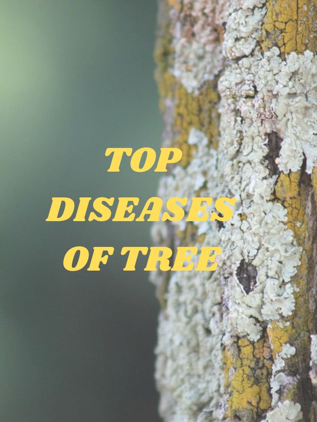 TOP DISEASES OF TREE