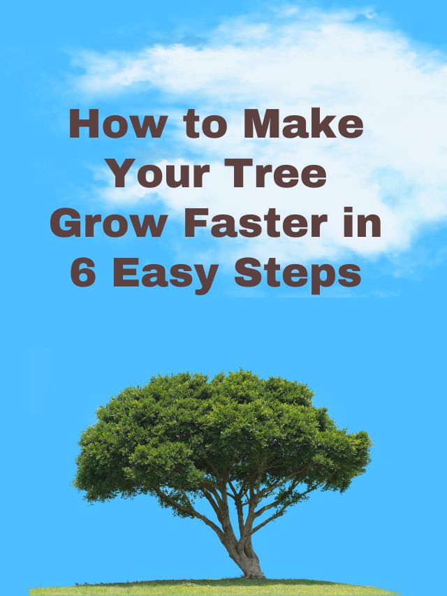 How to Make Your Tree Grow Faster in 6 Easy Steps